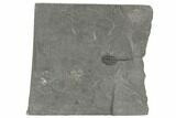 .4" Prone Triarthrus Trilobite Fossil - Ontario - #191152-1
